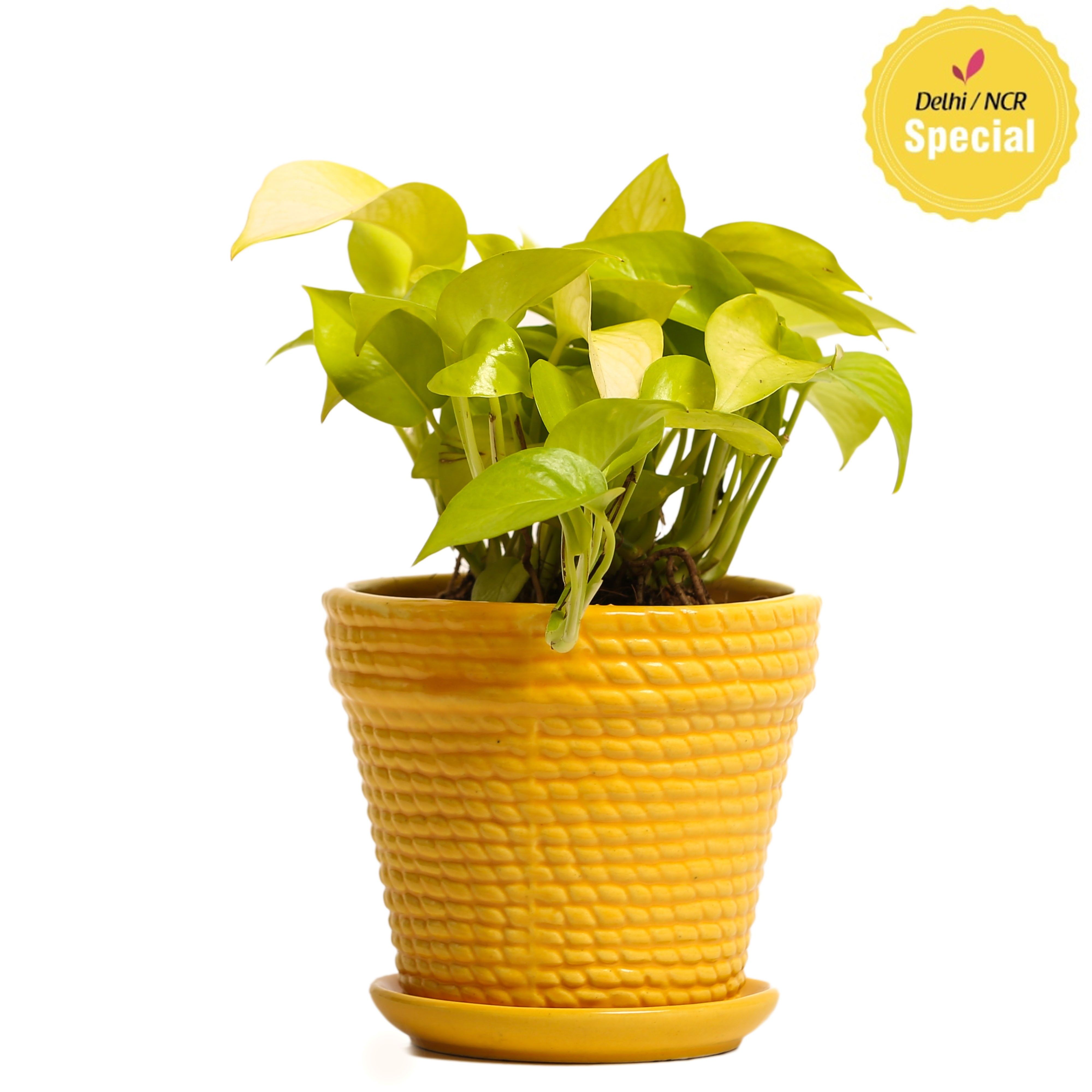 NG- Indoor Plant Golden Pothos Ceramic Pot NG- Indoor Plant Golden Pothos Ceramic Pot