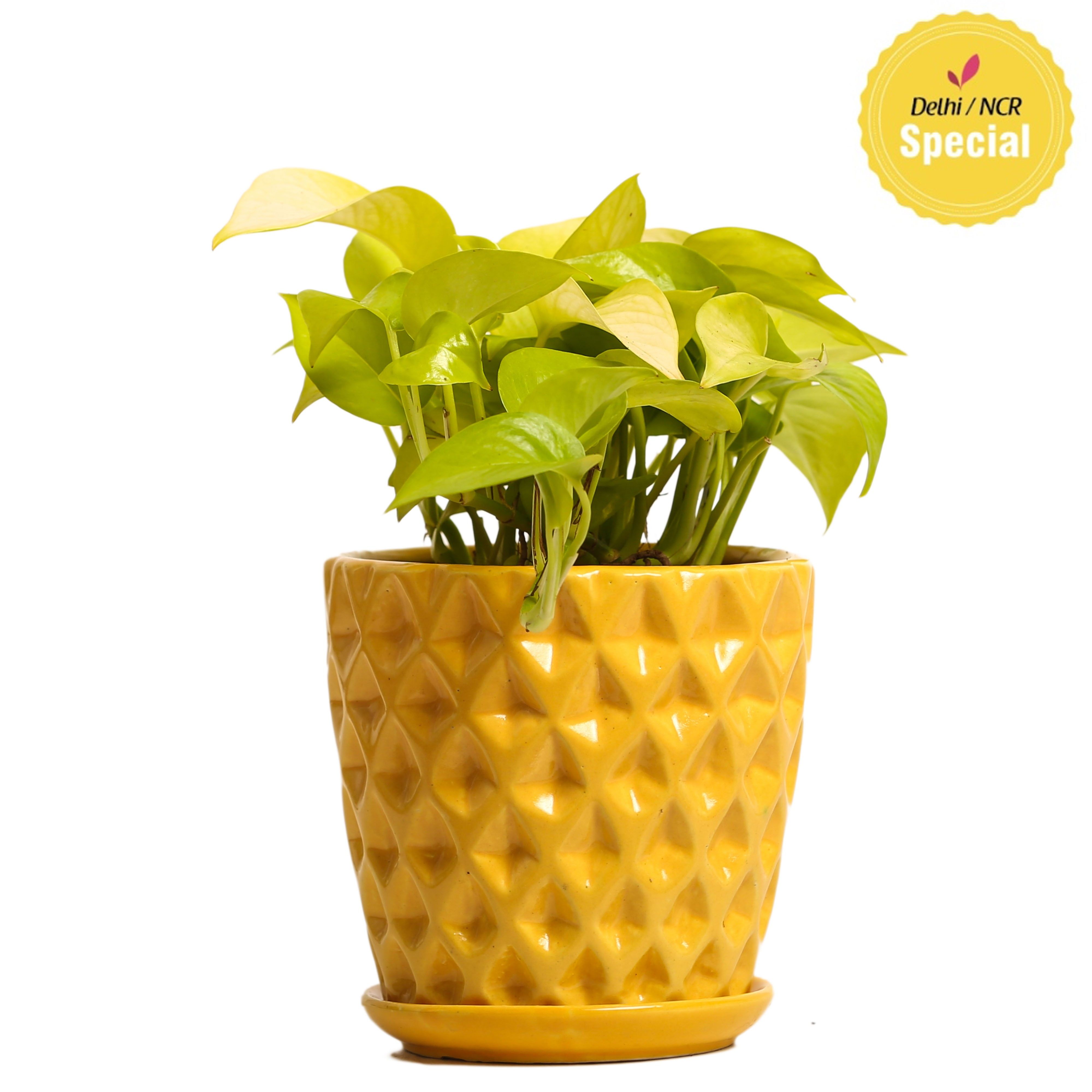 NG- Indoor Plant Golden Pothos Yellow Ceramic Pot NG- Indoor Plant Golden Pothos Yellow Ceramic Pot