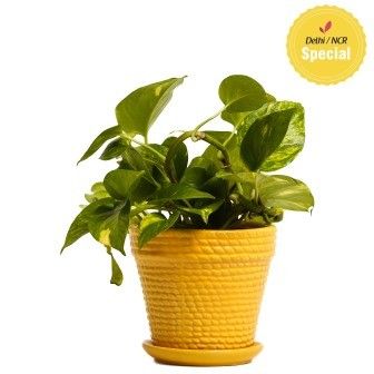 NG- Indoor Hybrid Money Plant Ceramic Pot NG- Indoor Hybrid Money Plant Ceramic Pot