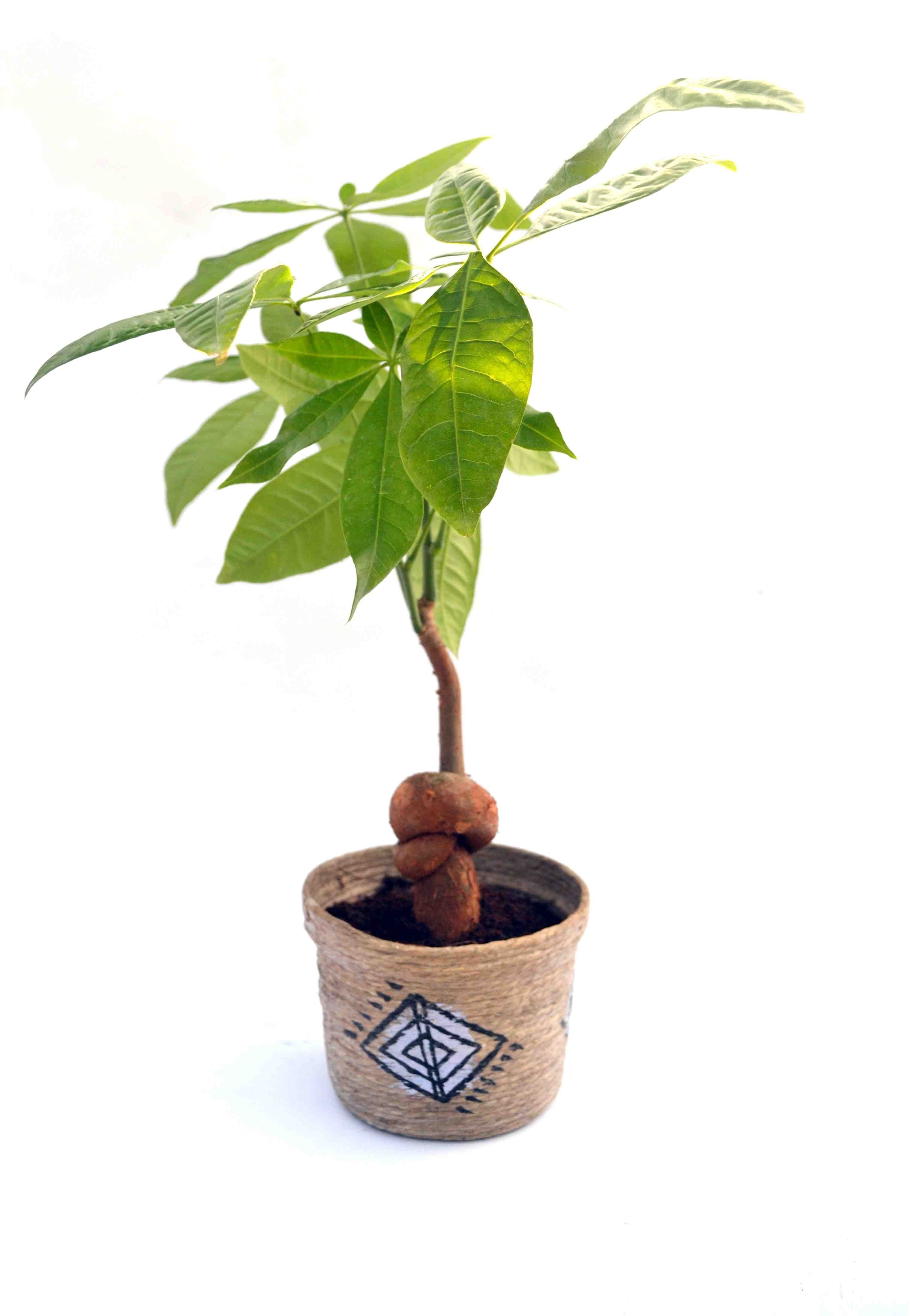 Money Tree Knotted Money Tree Knotted