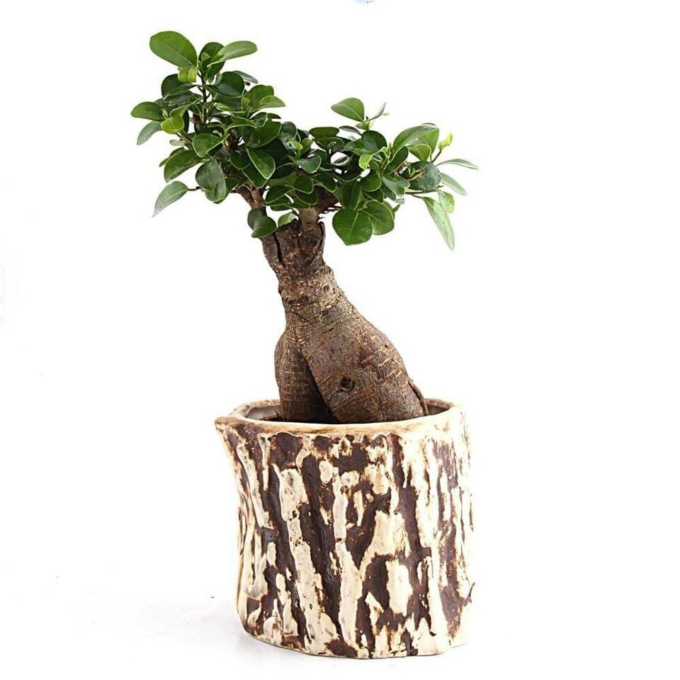 Nurturing Green Stone 3 Years Old Ficus Bonsai Plant Brown Nurturing Green Stone 3 Years Old Ficus Bonsai Plant Brown