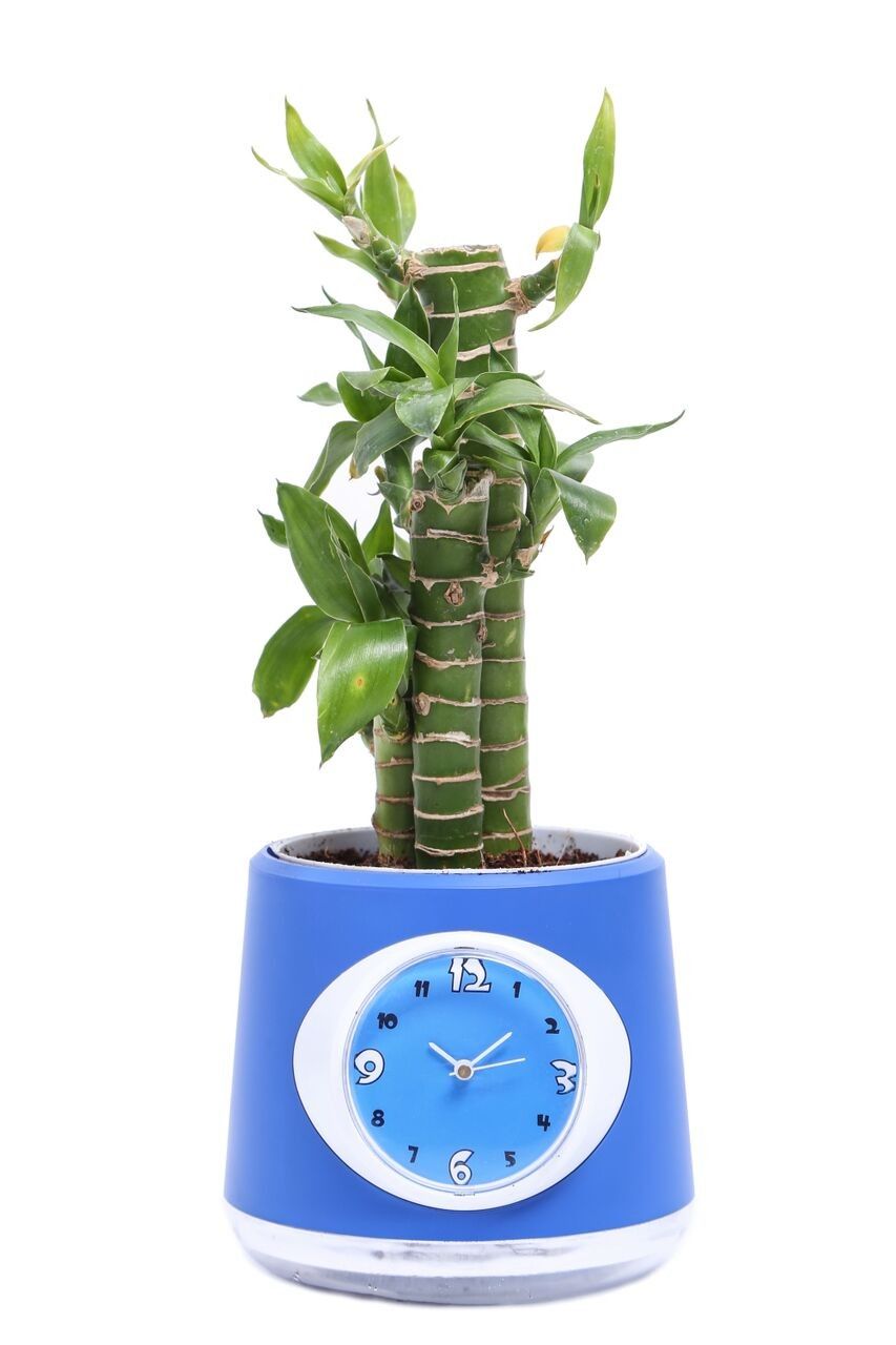 Nurturing Green Clock Pot Cutleaf Lucky Bamboo Plant Blue Nurturing Green Clock Pot Cutleaf Lucky Bamboo Plant Blue