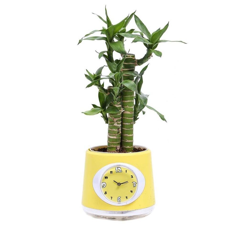 Nurturing Green Clock Pot Cutleaf Bamboo Plant Yellow Nurturing Green Clock Pot Cutleaf Bamboo Plant Yellow