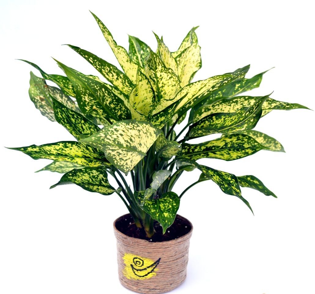 Nurturing Green Green Aglaonema Plant in Jute Pot Nurturing Green Green Aglaonema Plant in Jute Pot