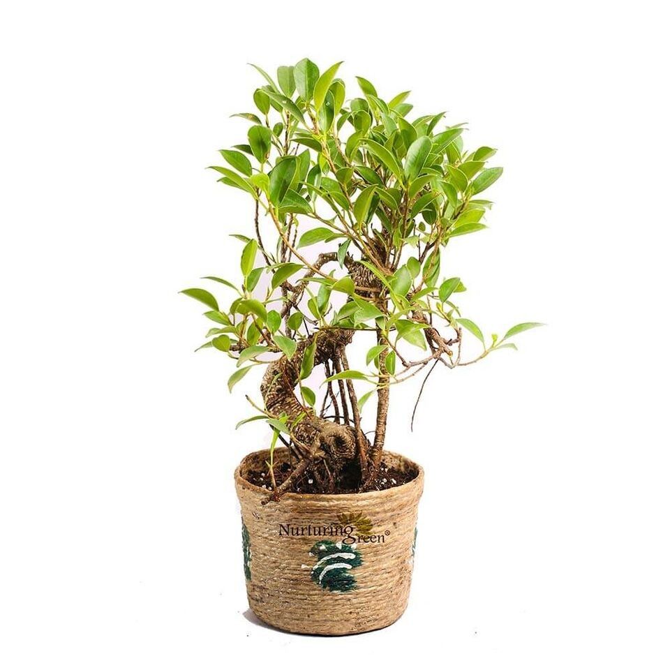 Nurturing Green Caramel 5 Years Old S-Shaped Ficus Bonsai Plant Nurturing Green Caramel 5 Years Old S-Shaped Ficus Bonsai Plant