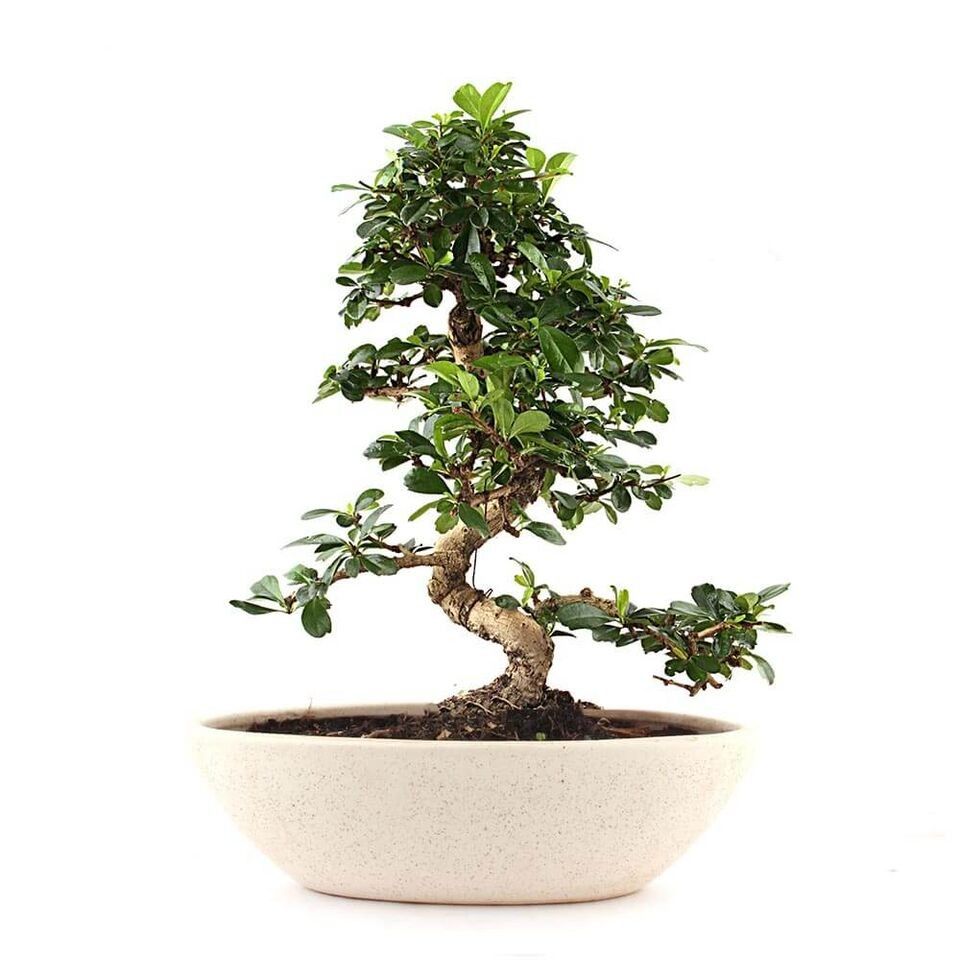 Nurturing Green Elegant S-Shaped Carmona Bonsai Plant Nurturing Green Elegant S-Shaped Carmona Bonsai Plant