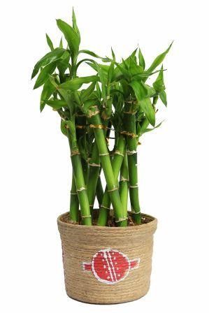 Nurturing Green Bamboo Cage Nurturing Green Bamboo Cage