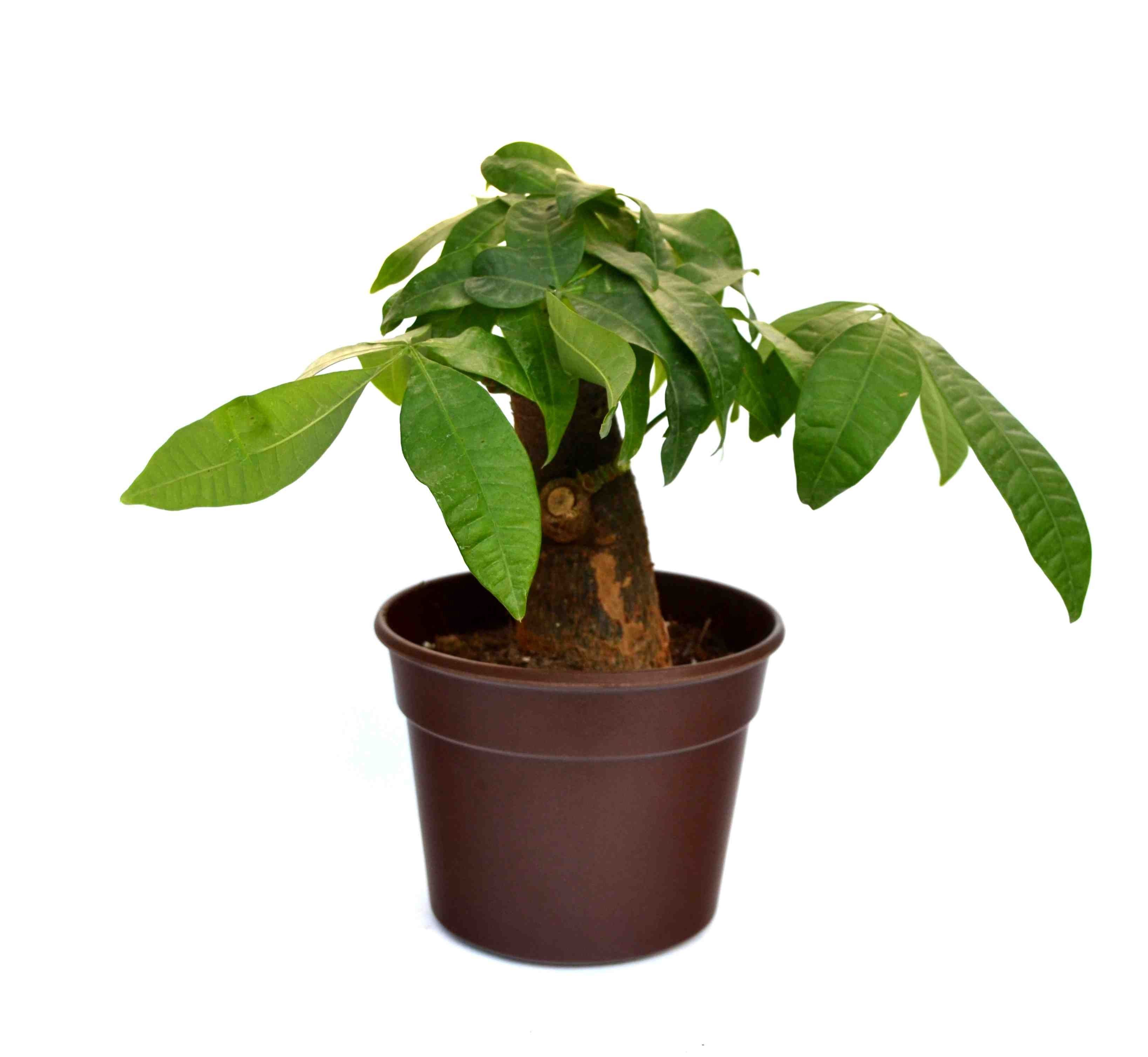Money Tree Single Dark Brown Fibre Pot Money Tree Single Dark Brown Fibre Pot