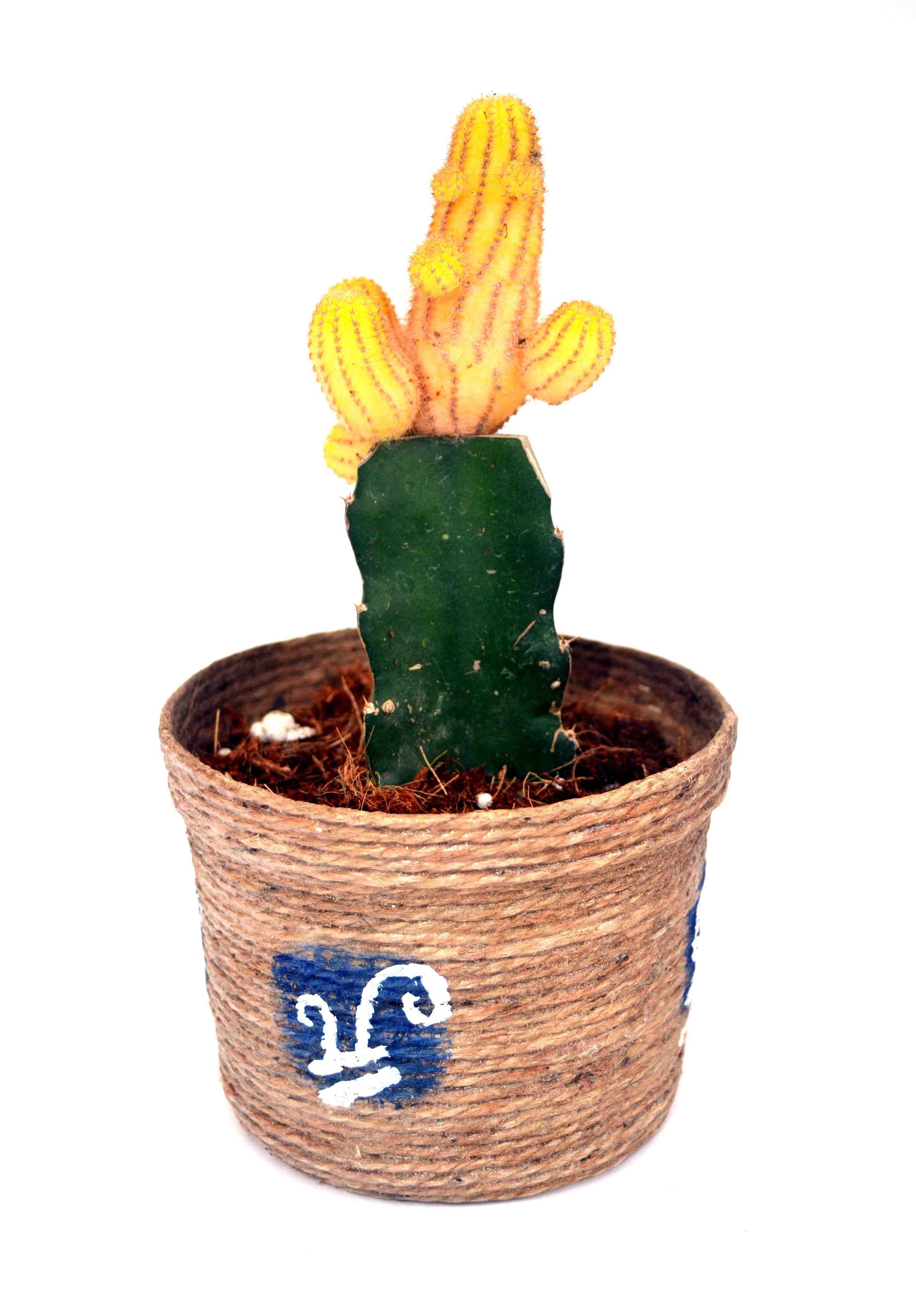 Yellow Cactus Yellow Cactus