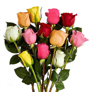 Assorted Roses Flower - Original