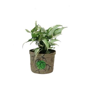 Hybrid Syngonium Butterfly Plant