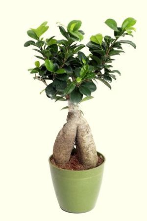 Nurturing Green Ficus 2 year Old Plant