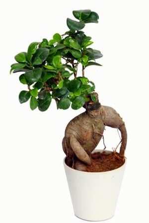 Nurturing Green Ficus 2 year Old-White Pot Plant