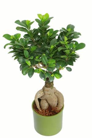 Nurturing Green Ficus 2 year Old Green Pot Plant