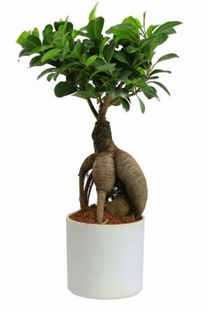 Nurturing Green Ficus 2 year Old White Pot Plant