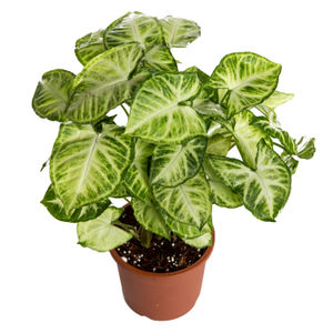 Nurturing Green Hybrid Syngonium Plastic Pot Plant