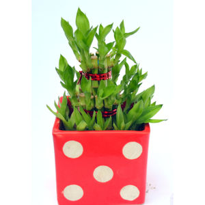 Luck Bamboo 3 layer Ceramic Pot PLant