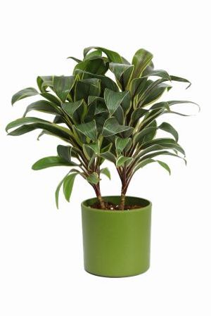 Nurturing Green Cordyline Green Pot Plant