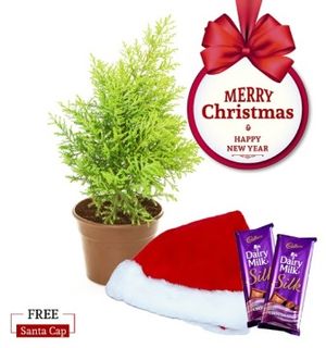 Nurturing Green Cypress Plant Christmas Combo with Free Santa Cap