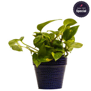 Indoor Hybrid Money Plant Blue Ceramic Pot