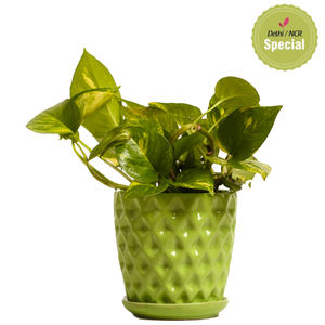 Indoor Hybrid Money Plant Green Ceramic Pot