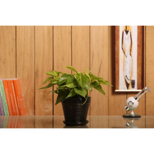 Indoor Plant Oxycardium Black Ceramic Pot