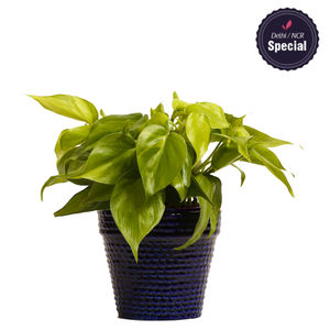 Indoor Plant Oxycardium Blue Ceramic Pot