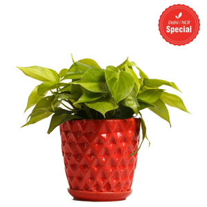 Indoor Plant Oxycardium Red Ceramic Pot
