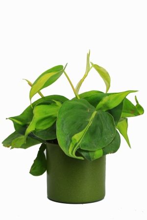 Nurturing Green Oxycardium Green Pot Plant