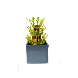 Lucky Bamboo 3 layer ceramic Grey Pot Plant