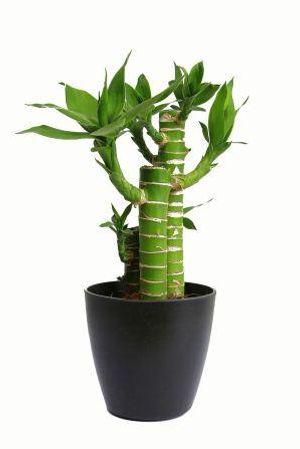 Nurturing Green Cutleaf Bamboo Black Pot Plant