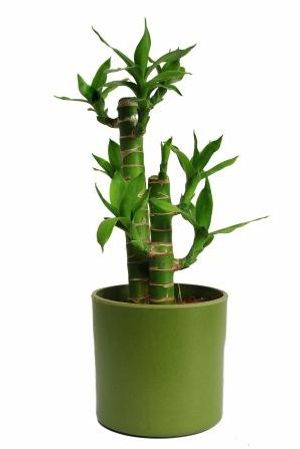 Nurturing Green Cutleaf Bamboo Green Pot Plant