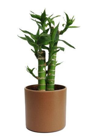 Nurturing Green Cutleaf Bamboo Plant