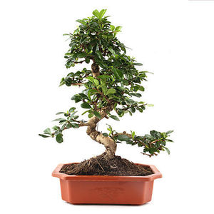 S Shape Ficus Bonsai 5 yrs old Plant in Tray Pot