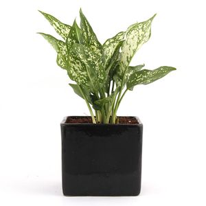 Unpollute Dramatic Green Aglaonema Plant