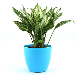 Electric Lite Green Aglaonema Plant