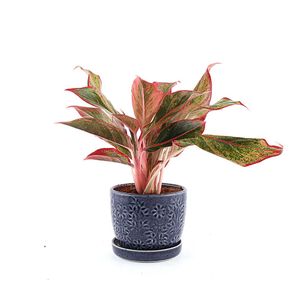 Block Print Red Aglaonema Plant Blue