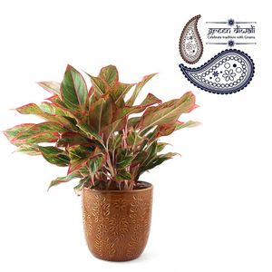 Block Print Red Aglaonema Plant Brown