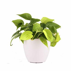 Blanc Philodendron Oxycardium Golden Plant