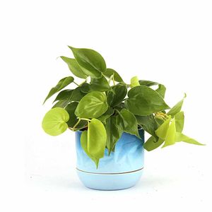 Nurturing Green Play Date Philodendron Oxycardium Golden Plant