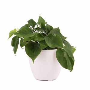 Marshmellow Philodendron Oxycardium Green Plant