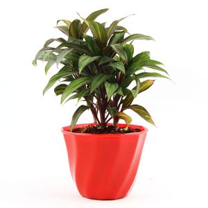 Crimson Lite Cordyline Plant