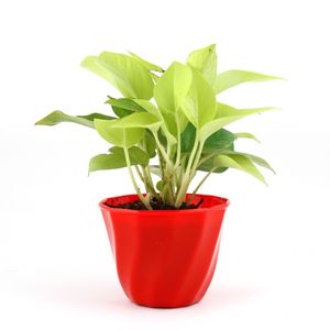 Fun Lite Golden Pothos Plant