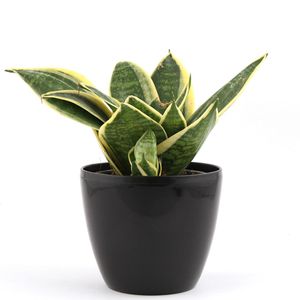 Inky Lite MILT Sansevieria Plant