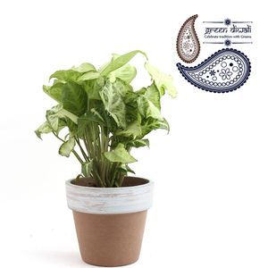 Nurturing Green Terra Cotta Syngonium Plant Blue