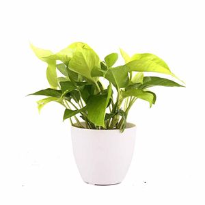 Pearl Lite Golden Pothos Plant