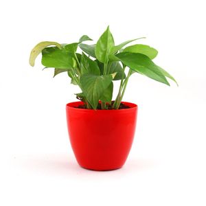 Nurturing Green Joyous Lite Golden Pothos Plant