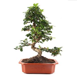 Nurturing Green 5 year Carmona Bonsai Plant