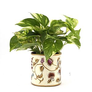 Nurturing Green Lusturous Money Plant White