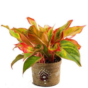 Red Aglaonema Plant in Jute Pot
